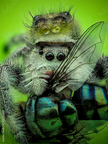 Tableau sur toile Extreme macro photography of a jumping spider (Phidippus) eating a green blowfly