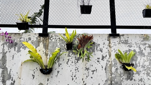 Tableau sur toile Kadaka (Asplenium nidus) Growing on Old Wall