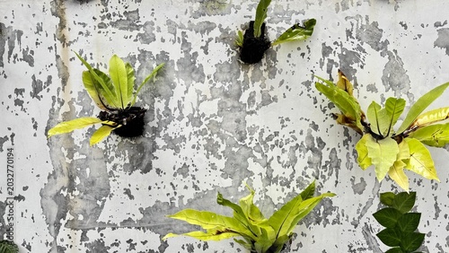 Canvastavla Kadaka (Asplenium nidus) Growing on Old Wall