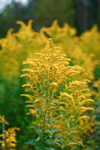 Vibrant yellow goldenrod flowers blooming in vast green meadow during sunny summer day, beauty of wild botanical life in natural landscape setting. Beautiful yellow wildflowers known as goldenrod