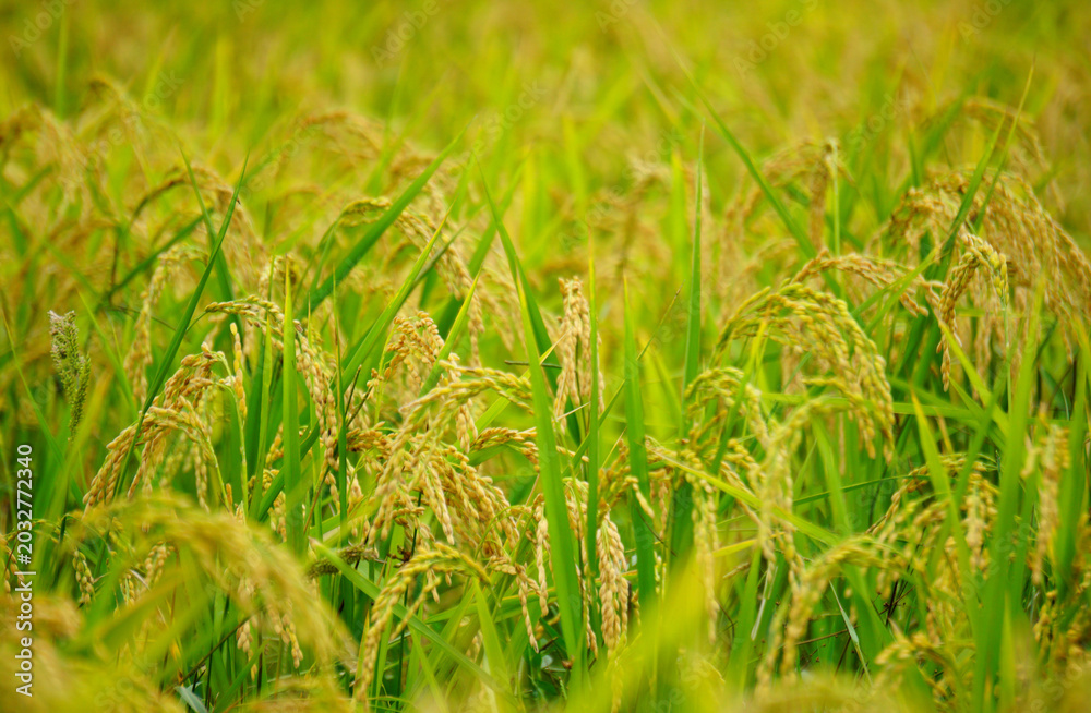 Fototapeta premium Golden Rice Plants in Lush Paddy Field at Harvest Time
