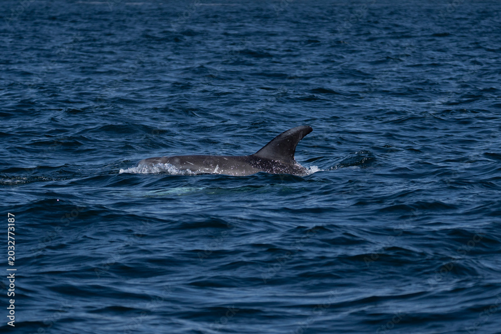 Fototapeta premium le dauphin de risso
