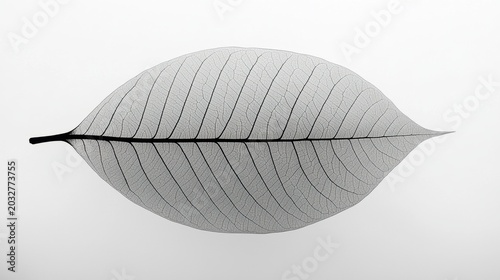 A black and white leaf with a textured surface.