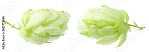 Hop cones isolated on white background. Beer brewing ingredients. Beer brewery concept. clipping path