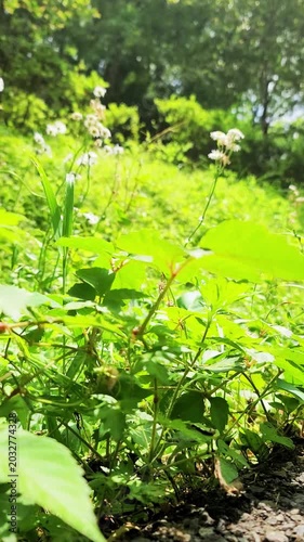 揺れる道端に咲く花・ハルジオン・雑草・日本の風景／Flowers blooming by the roadside - Erigeron annuus - Weeds - Japanese scenery／길가에 피는 꽃·하르지온·잡초·일본의 풍경