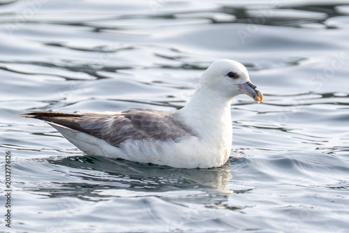 Принти на полотні Le fulmar me regarde