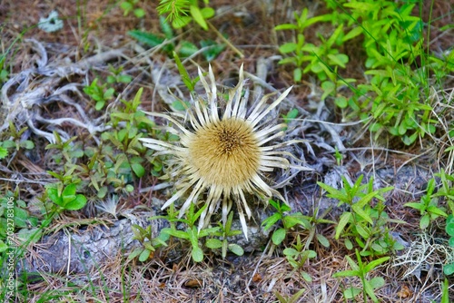 Silberdistel