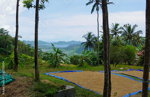 Drying rice along rural Lombok road