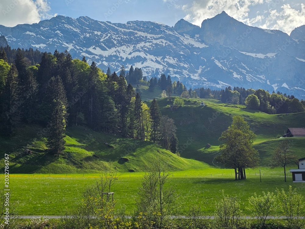 Obraz premium alpine meadow in the alps of engelberg, swiss