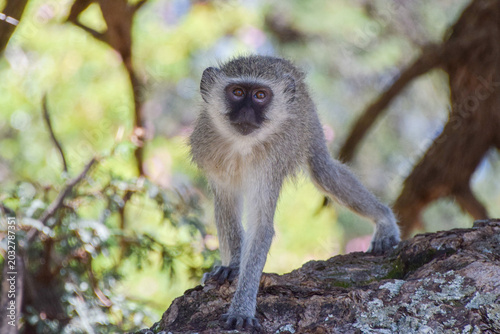 Photography A young vervet monkey stands on a tree in a nature reserve in Africa