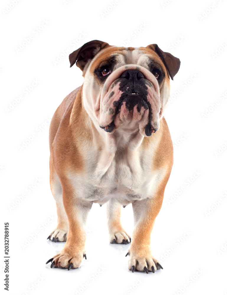 Fototapeta premium english bulldog