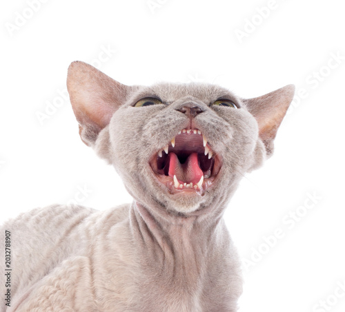 Photography devon rex