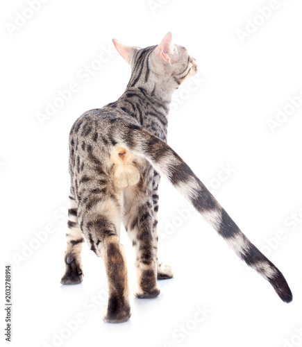 Fényképezés bengal cat