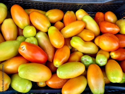 Tableau sur toile Roma tomatoes ripe, and unripe vegetable food