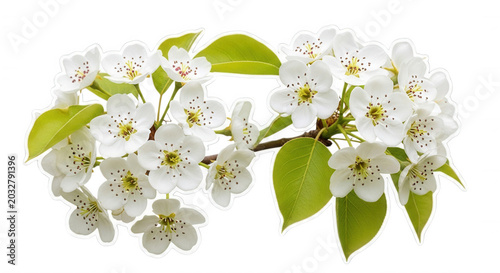 A cluster of white pear blossoms with bright green leaves isolated on a solid black background, showcasing delicate petals and yellow stamens