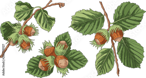 Φωτογραφία Vintage Hand Drawn Hazelnut Branch Vector Set with Whole Nuts and Green Leaves f