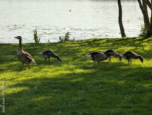family of geese