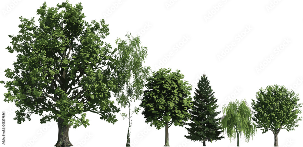 Fototapeta premium Green Tree Set Isolated on White Background with Oak Birch Pine Willow and Maple Varieties for Landscape Design and Digital Illustrations
