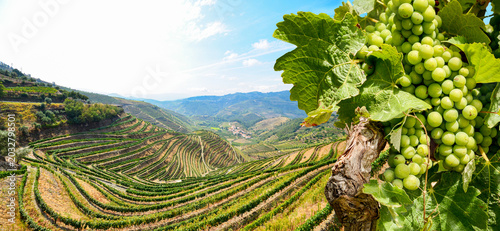 Fotografie Red wine grapes in Douro Valley winery at Porto wine region: Vineyards near Duer