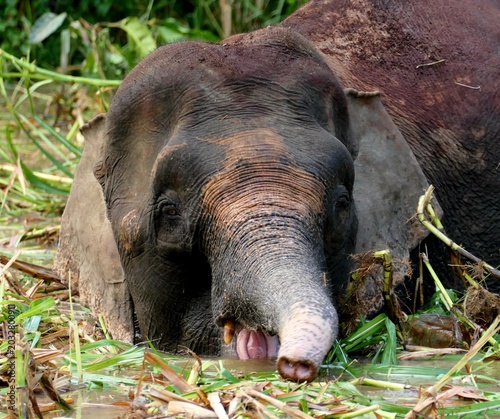 Photography Pygmy elephant in water