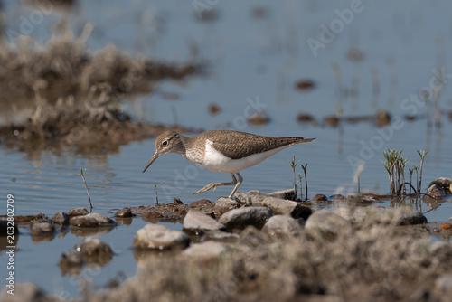 Common sandpiper - Actitis hypoleucos foraging on a rocky shoreline at El Taray, Spain. Beautiful wildlife photo of a shorebird in its natural wetland habitat.