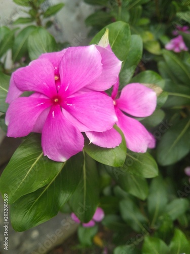 Beautiful pink periwinkle flower blooming in a green garden