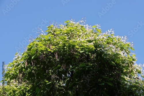 catalpa tree blossoming at bspring in park