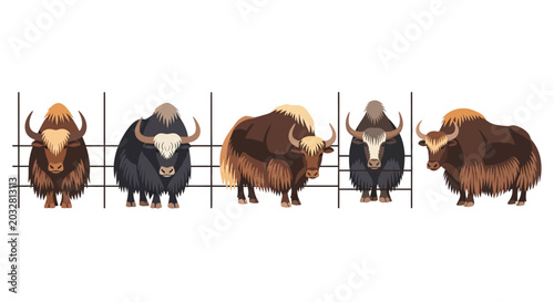 Set of Yak Animal Illustrations in Different Poses