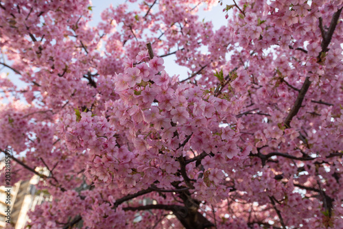 Canvas Print Cerezo en flor