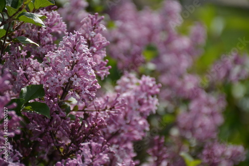 A close-up view of a decorative varietal lilac with small flowers