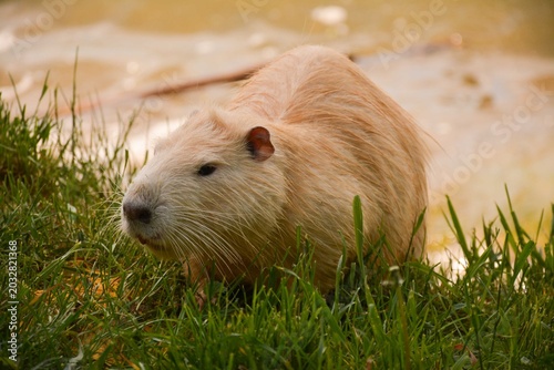Foto A light-colored nutria on a grassy bank near a lake