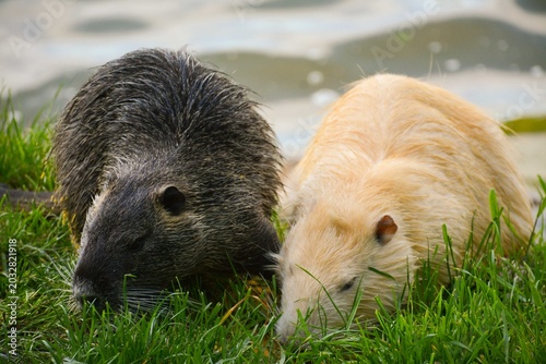 Bild auf Leinwand Light and dark nutria (Myocastor coypus) on a grassy bank near a lake