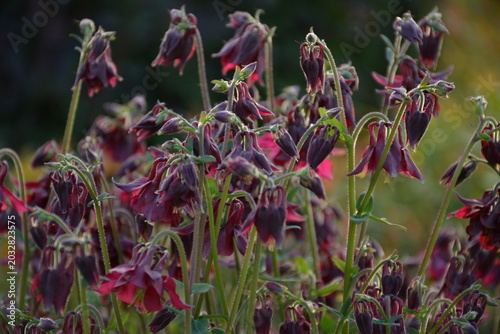 Burgundy columbine flowers in the evening outdoors