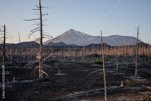 Photos Field of dead trees with a volcano in the background