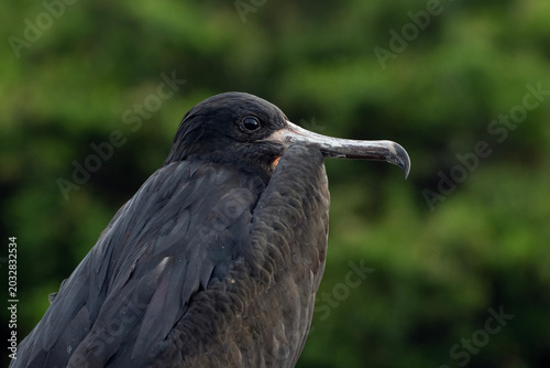 frigatebird in Galapagos, portrait of a bird