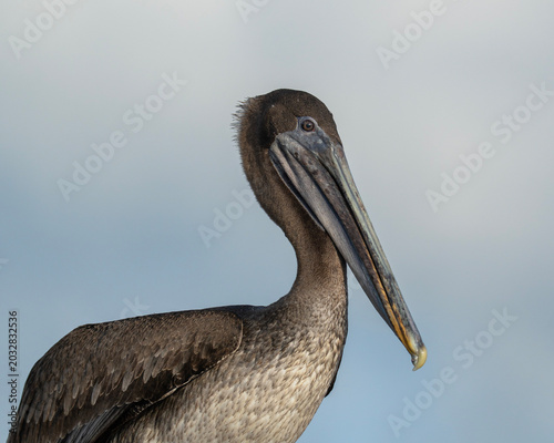 Pelican in Galapagos, portrait of a bird, Pelecanus occidentalis urinator