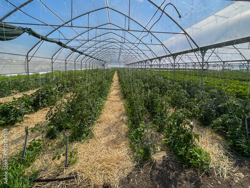 Interior wide-angle view of a large commercial greenhouse filled with growing green tomato plants, featuring a central pathway covered in straw mulch, overhead support wires, and a steel frame structu