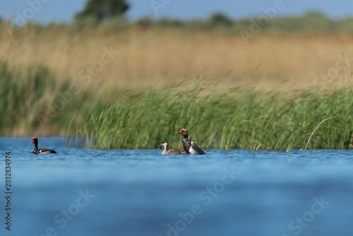Photos Red-crested Pochards - Netta rufina swimming in a blue lagoon at El Taray, Spain