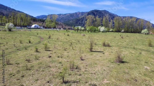 Grazing Horse On Wide Mountain Meadow Under Blue Sky, Single Pale Horse And Distant Barn, Rolling Pasture, Spring Foliage, Calm Rural Atmosphere, Aerial Sweep Capturing Valley And Gentle Slopes