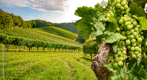 Tableau sur toile Vineyards in the Bordeaux wine region near a winery, grapes before harvest in th
