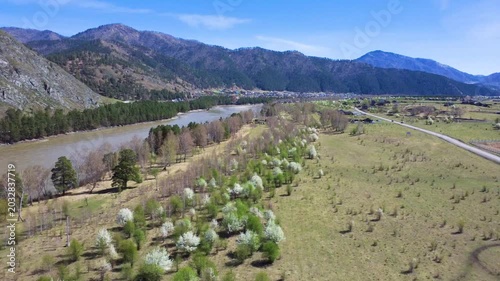 Aerial River Valley With Blooming Trees, Muddy River Meandering Through Mountain Basin Beneath Clear Blue Sky, Rows Of Pines Lining Bank, Patches Of White Blossoms, Grassy Meadow, Distant Road, Gentle