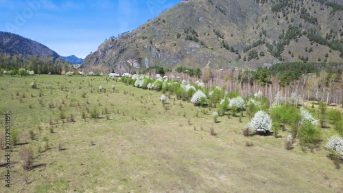 Spring Orchard Surrounding Gentle Fields. Blooming Trees Line Edge Of Open Valley Pastures In Springtime. Series Of Flowering Trees Borders Peaceful Meadow At Foot Of Rolling Hills In Spring