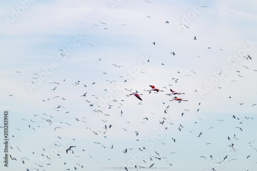 Quadro em tela Wilde Flamingos