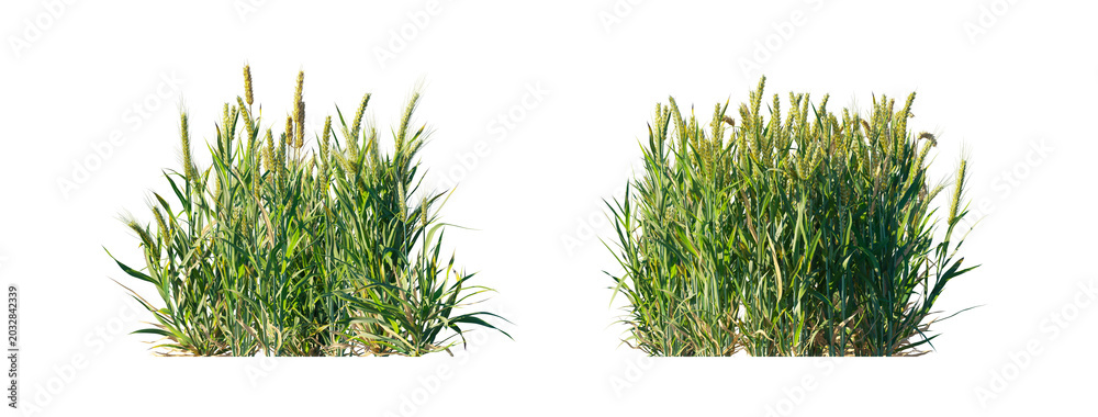 Obraz premium Triticum big clump (wheat clump, common wheat) isolated PNG on a transparent background premium nature cutout