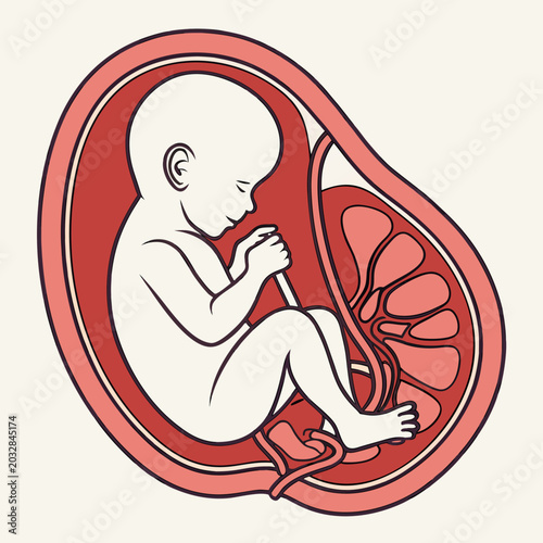 Fotografia Healthy fetus inside the womb with an umbilical cord