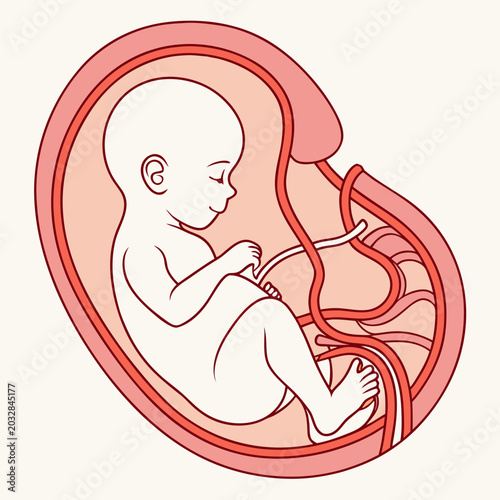 Foto Healthy fetus inside the womb with an umbilical cord