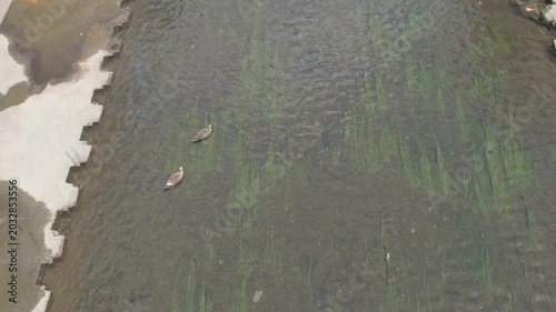 鴨：東京　神田川で撮影