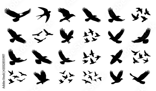 Foto Flying birds silhouette icon set, black shapes of eagles, hawks, and crows in flight isolated on white