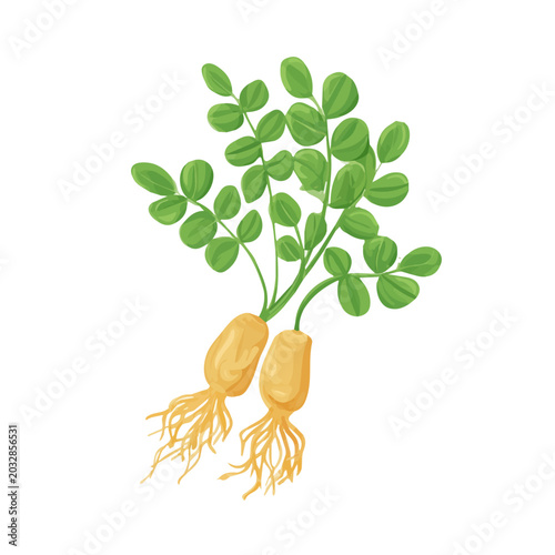 Bild auf Leinwand A simple and modern flat 2D vector of a Astragalus Root, isolated on a pure white background