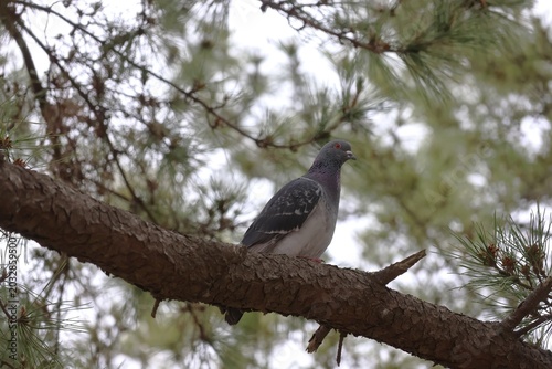 Billede på lærred Rock dove on a pine tree